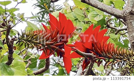 沖縄那覇若狭海浜公園に咲いた沖縄県花デイゴ  113391754