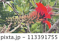 沖縄那覇若狭海浜公園に咲いた沖縄県花デイゴ  113391755