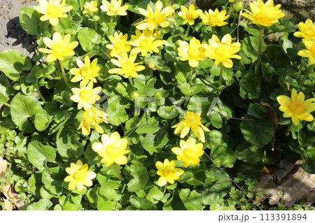 春の明るい庭に咲く、ヒメリュウキンカ 113391894