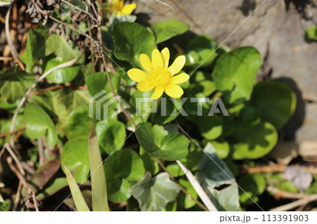 春の明るい庭に咲く、ヒメリュウキンカ 113391903