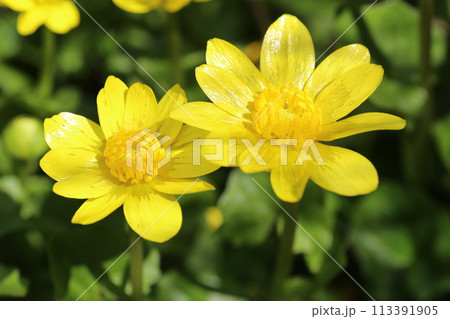 春の明るい庭に咲く、ヒメリュウキンカ 春の明るい庭に咲く、ヒメリュウキンカ 113391905