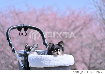 満開の桜並木をペットカートで散歩する2匹のロングコートチワワ 満開の桜並木をペットカートで散歩する2匹のロングコートチワワ 113391977