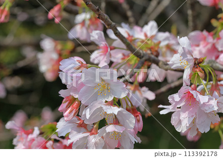 花 フラワー お花 113392178