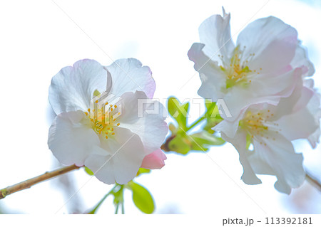 花 フラワー お花 113392181