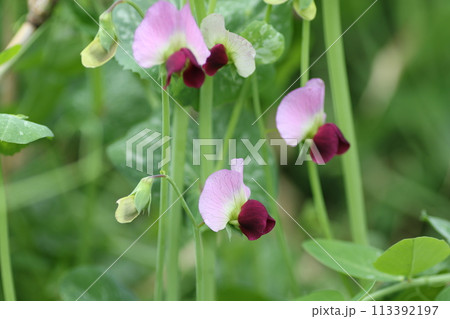 春の畑で咲く、サヤエンドウの花 113392197