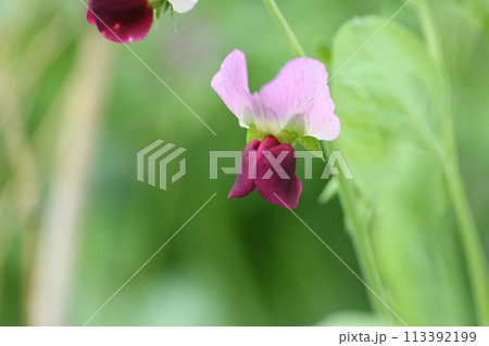 春の畑で咲く、サヤエンドウの花 春の畑で咲く、サヤエンドウの花 113392199