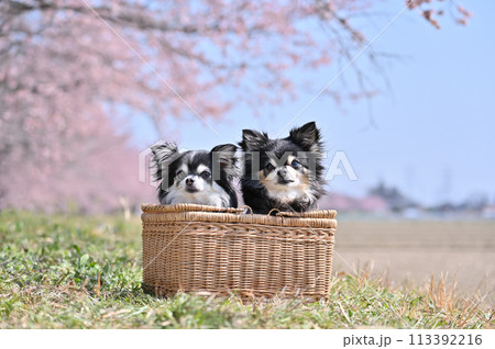 2匹のロングコートチワワと満開の桜並木 2匹のロングコートチワワと満開の桜並木 113392216