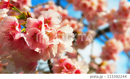 埼玉県川口市の川口駅東口のキュポ・ラ広場の安行桜と青空の風景 113392244