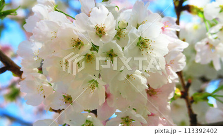 満開のオオシマザクラと青空の風景 113392402