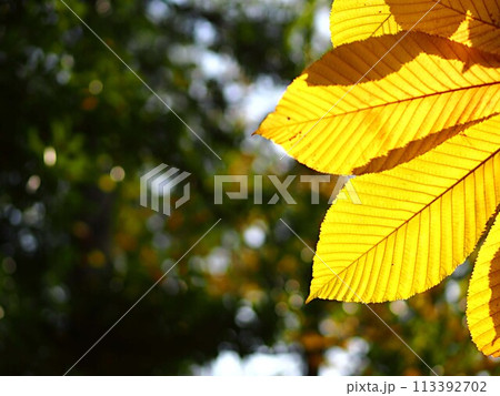 紅葉し始めたコナラのイメージ 紅葉し始めたコナラのイメージ 113392702