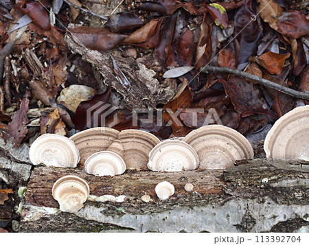 ホウロクタケの生態写真 ホウロクタケの生態写真 113392704