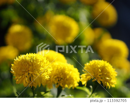 アフリカンマリーゴールドの花のアップ アフリカンマリーゴールドの花のアップ 113392705