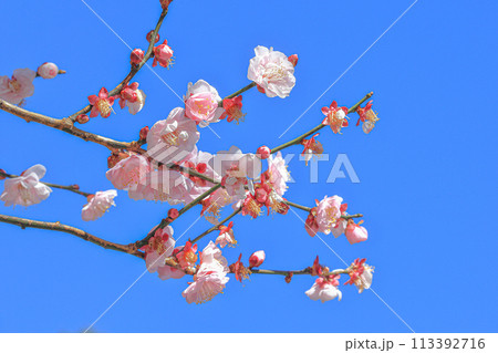 花 フラワー お花 113392716