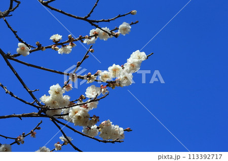 花 フラワー お花 113392717