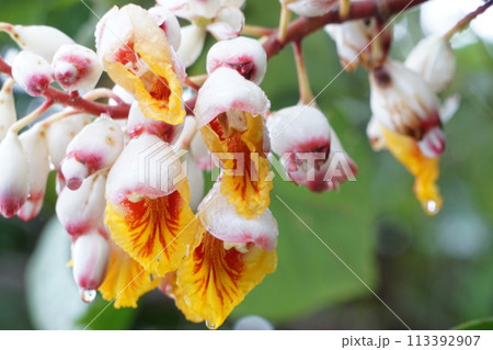 南国のハーブ ゲットウ 南国のハーブ ゲットウ 113392907