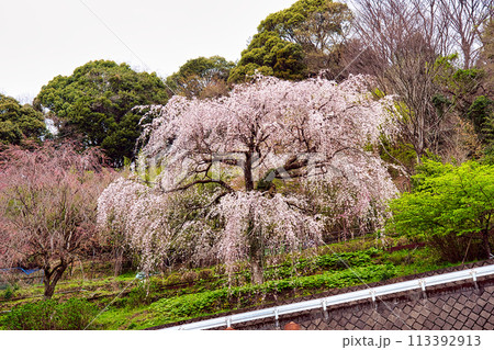 長興山紹太寺のしだれ桜 長興山紹太寺のしだれ桜 113392913