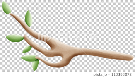 Branches for birds to perch on Branches for birds to perch on 113393078