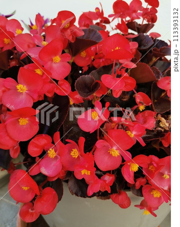Houseplant begonia blooming with coral flowers, Houseplant begonia blooming with coral flowers, 113393132