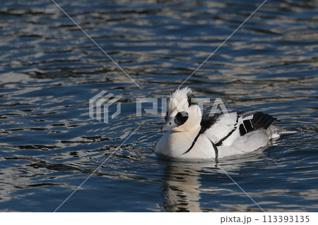 ミコアイサ♂ 113393135