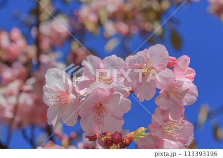 桃色 ピンク ピンク色 113393196