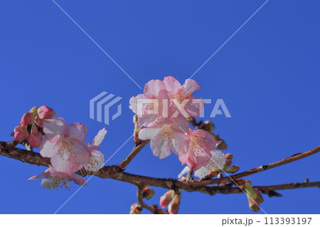 桃色 ピンク ピンク色 113393197