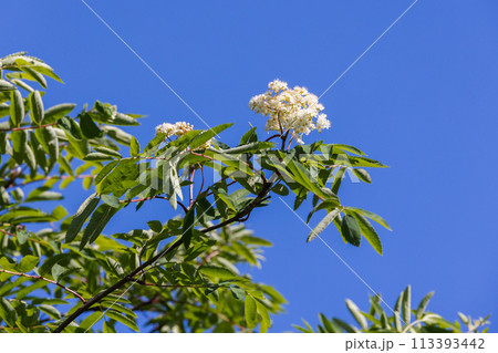 Rowan bush in bloom, white flowers and green leaves 113393442