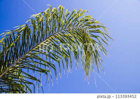 Palm tree leaf is under blue sky on a sunny day, tropical background 113393452
