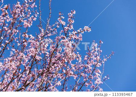 Cherry plum in bloom is under clear blue sky. Prunus cerasifera Cherry plum in bloom is under clear blue sky. Prunus cerasifera 113393467