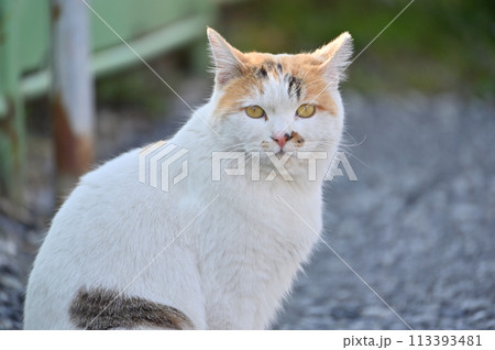 猫　地域猫　さくらねこ　耳カット　野良猫 113393481