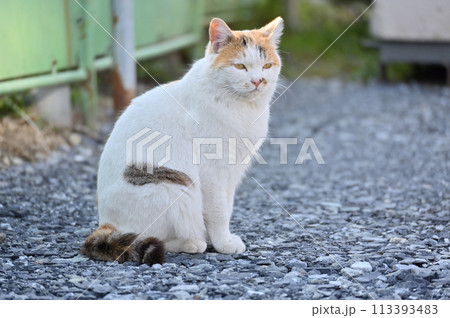 猫 地域猫 さくらねこ 耳カット 野良猫 猫 地域猫 さくらねこ 耳カット 野良猫 113393483