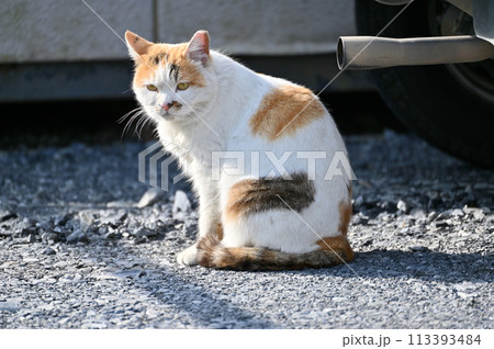 猫　地域猫　さくらねこ　耳カット　野良猫 113393484