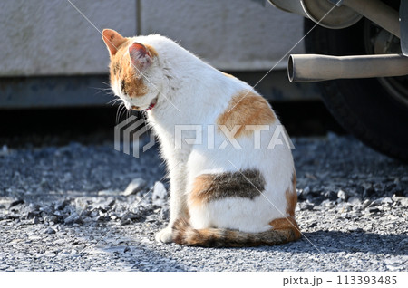 猫 地域猫 さくらねこ 耳カット 野良猫 猫 地域猫 さくらねこ 耳カット 野良猫 113393485