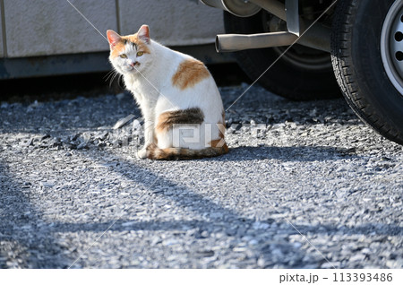 猫　地域猫　さくらねこ　耳カット　野良猫 113393486