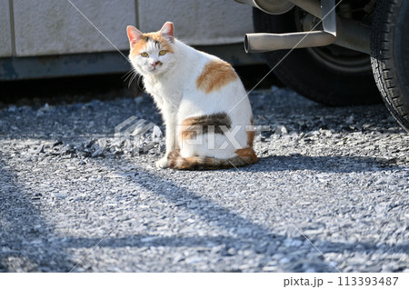 猫　地域猫　さくらねこ　耳カット　野良猫 113393487