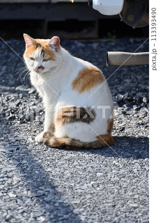 猫 地域猫 さくらねこ 耳カット 野良猫 猫 地域猫 さくらねこ 耳カット 野良猫 113393490