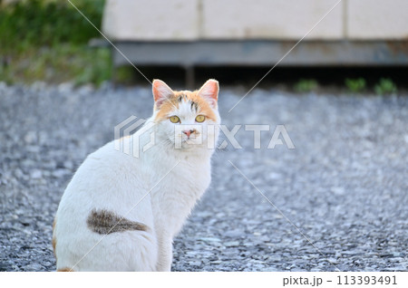 猫　地域猫　さくらねこ　耳カット　野良猫 113393491