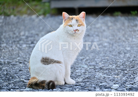 猫　地域猫　さくらねこ　耳カット　野良猫 113393492