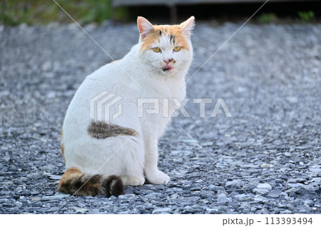 猫　地域猫　さくらねこ　耳カット　野良猫 113393494