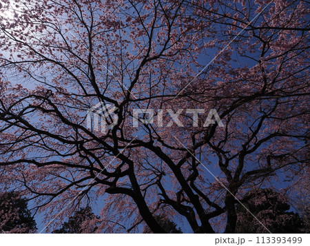 嵯峨野常寂光寺の桜風景 113393499