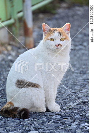 猫　地域猫　さくらねこ　耳カット　野良猫 113393500