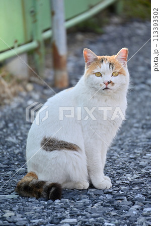 猫　地域猫　さくらねこ　耳カット　野良猫 113393502