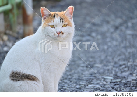 猫 地域猫 さくらねこ 耳カット 野良猫の写真素材 [113393503