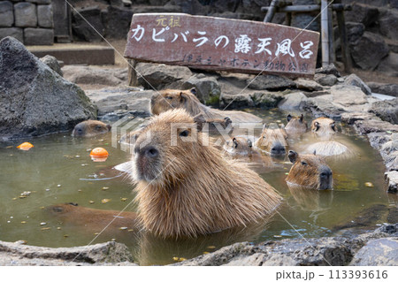伊豆シャボテン動物公園のカピバラ 伊豆シャボテン動物公園のカピバラ 113393616