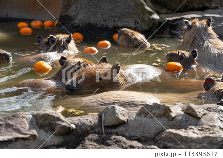 伊豆シャボテン動物公園のカピバラアップ 伊豆シャボテン動物公園のカピバラアップ 113393617
