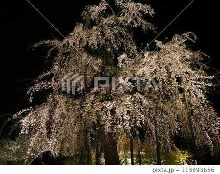 東寺の夜桜 東寺の夜桜 113393656
