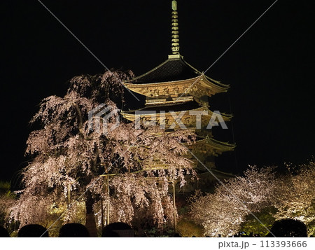 東寺の夜桜 東寺の夜桜 113393666