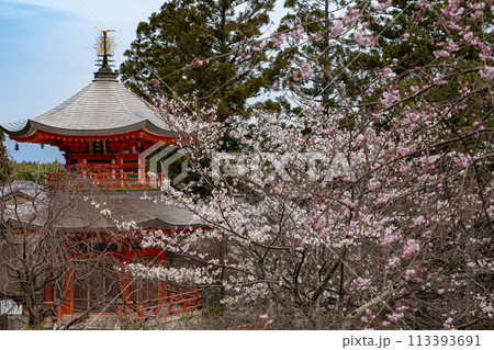 正法寺の遍照塔と桜 正法寺の遍照塔と桜 113393691
