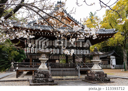 向日神社の舞楽殿と桜 向日神社の舞楽殿と桜 113393712