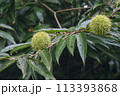 実り始めた栗の実と栗の木 113393868