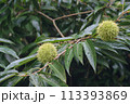 実り始めた栗の実と栗の木 113393869